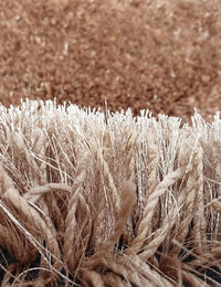 Sour Beige Ombre Collection Plush Shag Rug - Image 3